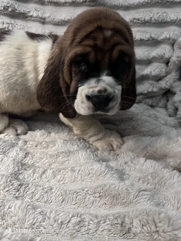 Orange Male – Basset Hound puppy for sale in Centerville, TX