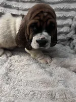 Orange Male, a male Basset Hound for sale in Centerville, TX – 1 of 3