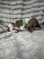 Green Female, a female Basset Hound for sale in Centerville, TX – 2 of 3