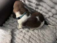 Baby blue male, a male Basset Hound for sale in Centerville, TX – 2 of 4