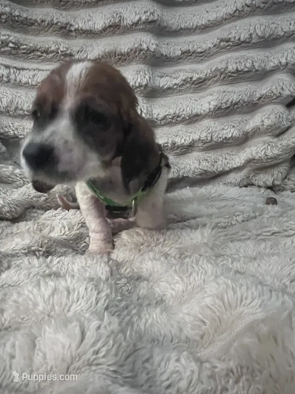 Green Female – Basset Hound puppy for sale in Centerville, TX