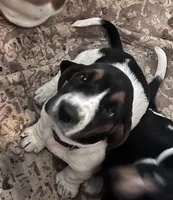 Obsidian female, a female Basset Hound for sale in Centerville, TX – 2 of 5
