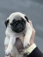 Fawn Pug Puppy Light pink Female, a female Pug for sale in Richmond, IN – 2 of 4
