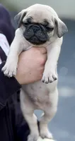 Fawn Pug Puppy Orange Male, a male Pug for sale in Richmond, IN – 2 of 3