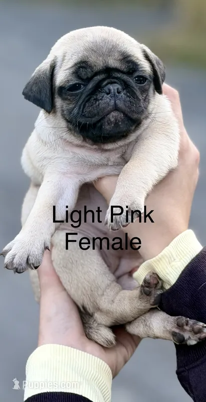 Fawn Pug Puppy Light pink Female – Pug puppy for sale in Richmond, IN