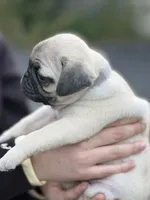 Fawn Pug Puppy Gray Female , a female Pug for sale in Richmond, IN – 4 of 4
