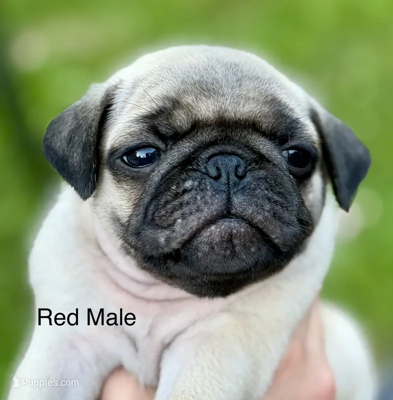 Fawn Pug Puppy Red Male – Pug puppy for sale in Richmond, IN