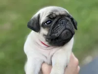 Fawn Pug Puppy Red Male, a male Pug for sale in Richmond, IN – 2 of 3