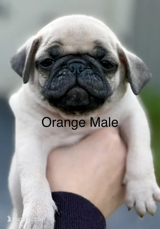 Fawn Pug Puppy Orange Male – Pug puppy for sale in Richmond, IN