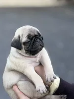 Fawn Pug Puppy Light pink Female, a female Pug for sale in Richmond, IN – 3 of 4