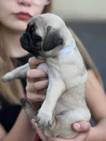 Fawn Pug Puppy White Female, a female Pug for sale in Richmond, IN – 4 of 4