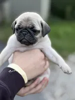 Fawn Pug Puppy Gray Female , a female Pug for sale in Richmond, IN – 2 of 4