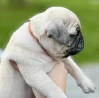 Fawn Pug Puppy Orange Male, a male Pug for sale in Richmond, IN – 3 of 3