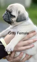 Fawn Pug Puppy Gray Female , a female Pug for sale in Richmond, IN – 3 of 4