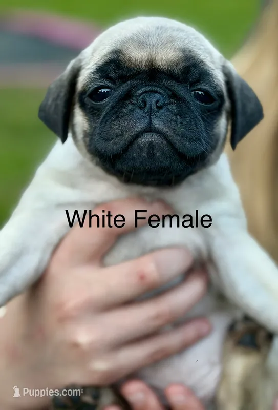 Fawn Pug Puppy White Female – Pug puppy for sale in Richmond, IN