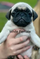 Fawn Pug Puppy White Female, a female Pug for sale in Richmond, IN – 1 of 4