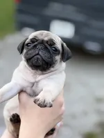 Fawn Pug Puppy Red Male, a male Pug for sale in Richmond, IN – 3 of 3
