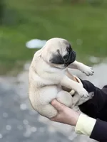 Fawn Pug Puppy Light pink Female, a female Pug for sale in Richmond, IN – 4 of 4
