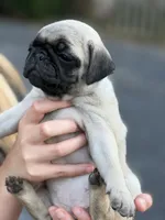 Fawn Pug Puppy White Female, a female Pug for sale in Richmond, IN – 3 of 4