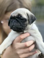 Fawn Pug Puppy White Female, a female Pug for sale in Richmond, IN – 2 of 4