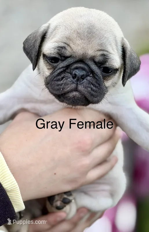 Fawn Pug Puppy Gray Female  – Pug puppy for sale in Richmond, IN