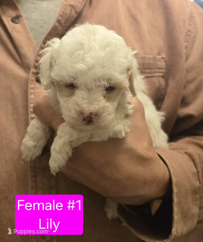 Lily – Cavapoo puppy for sale in Harmony, PA