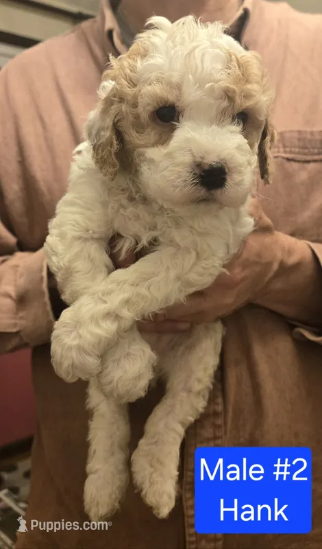 Hank – Cavapoo puppy for sale in Harmony, PA
