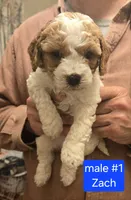 Zach, a male Cavapoo for sale in Harmony, PA – 1 of 1