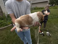 Orange and white Roan, a female Brittany for sale in Big Lake, MN – 6 of 10