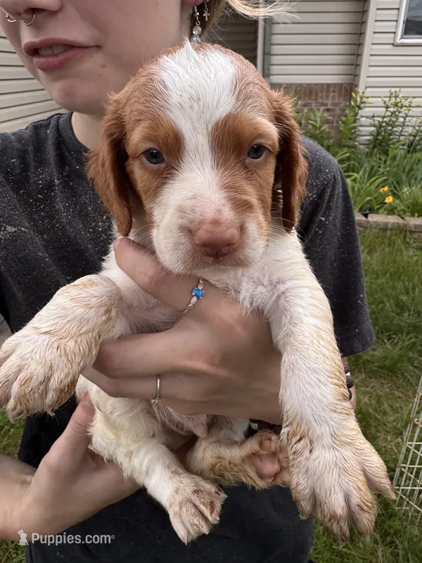 Orange and white female – Brittany puppy for sale in Big Lake, MN