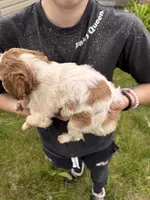 Orange and white female, a female Brittany for sale in Big Lake, MN – 10 of 10