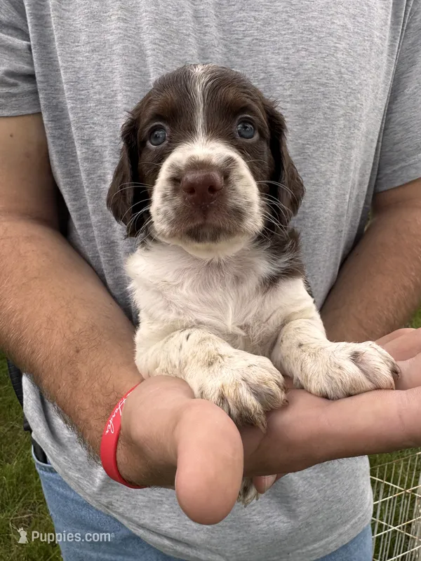 Liver white female – Brittany puppy for sale in Big Lake, MN