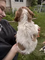 Orange and white female, a female Brittany for sale in Big Lake, MN – 2 of 10