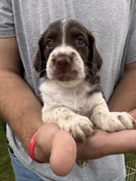 Liver white female, a female Brittany for sale in Big Lake, MN – 3 of 8