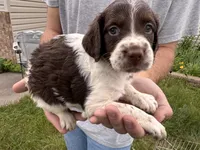 Liver white female, a female Brittany for sale in Big Lake, MN – 2 of 8