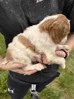 Orange and white female, a female Brittany for sale in Big Lake, MN – 7 of 10