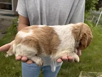 Orange and white Roan, a female Brittany for sale in Big Lake, MN – 10 of 10