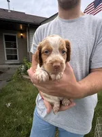 Orange and white Roan, a female Brittany for sale in Big Lake, MN – 3 of 10