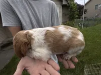 Orange and white Roan, a female Brittany for sale in Big Lake, MN – 5 of 10