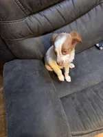 Puppy, a male Brittany for sale in Big Lake, MN – Photo 6 of 7