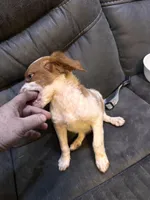 Puppy, a male Brittany for sale in Big Lake, MN – Photo 4 of 7