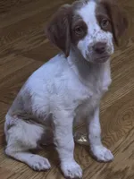 Puppy, a male Brittany for sale in Big Lake, MN – Photo 3 of 7