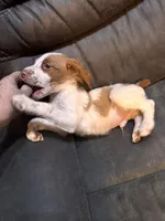 Puppy, a male Brittany for sale in Big Lake, MN – Photo 7 of 7