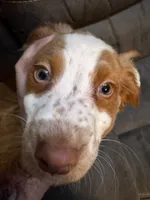 Puppy, a male Brittany for sale in Big Lake, MN – Photo 2 of 7