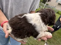 Liver white female, a female Brittany for sale in Big Lake, MN – 8 of 8