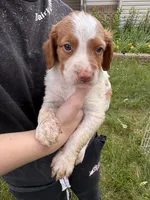 Orange and white female, a female Brittany for sale in Big Lake, MN – 4 of 10