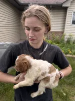 Orange and white female, a female Brittany for sale in Big Lake, MN – 9 of 10