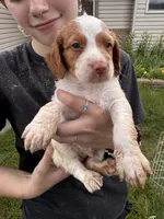 Orange and white female, a female Brittany for sale in Big Lake, MN – 5 of 10