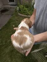 Orange and white Roan, a female Brittany for sale in Big Lake, MN – 4 of 10