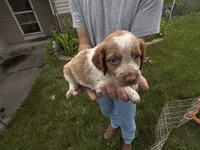 Orange and white Roan, a female Brittany for sale in Big Lake, MN – 9 of 10